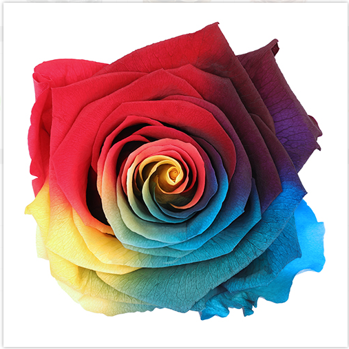 Rosas Dark Tie-Dye Colores Exclusivos