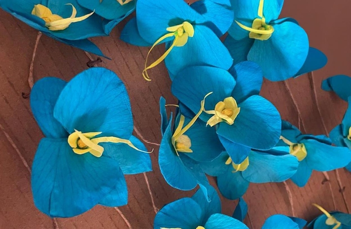 Orquídeas Preservadas Artesanales