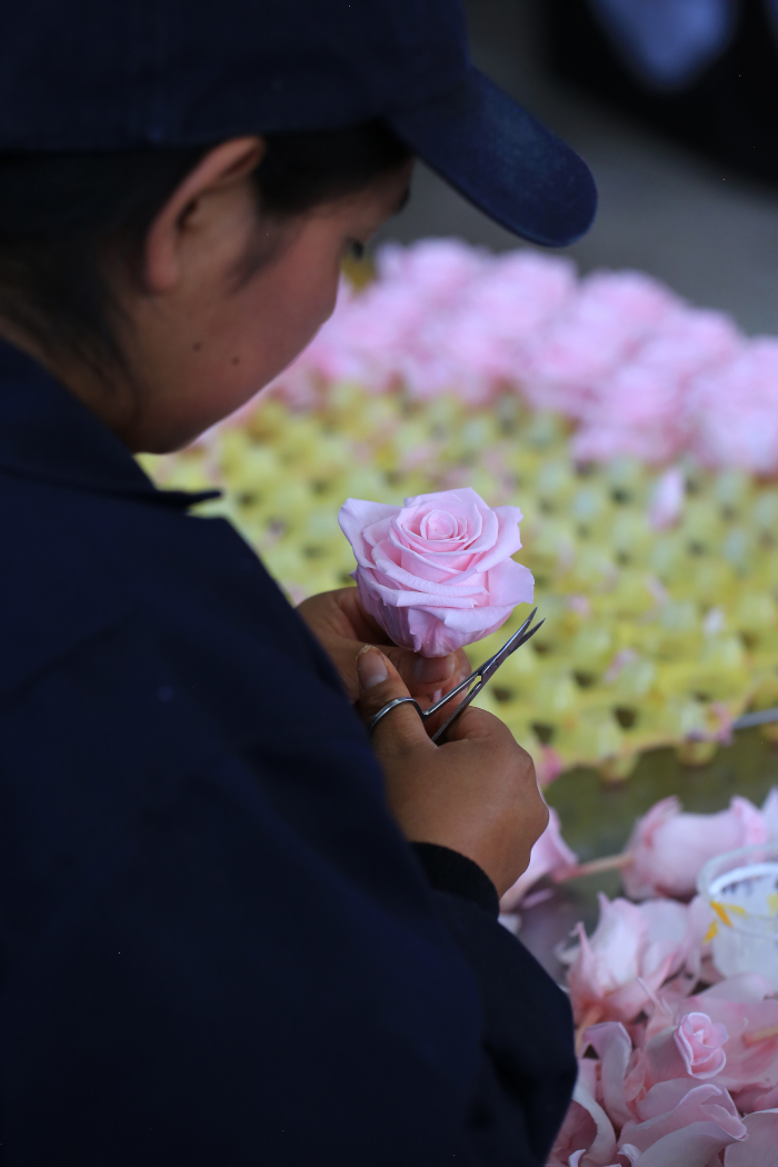 Durée de vie des roses
