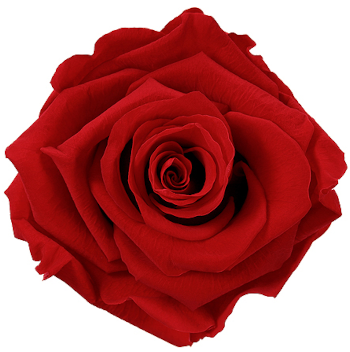 Roses parfumées