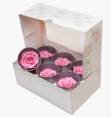 Sixpack Rosas Eternas 75 Colores